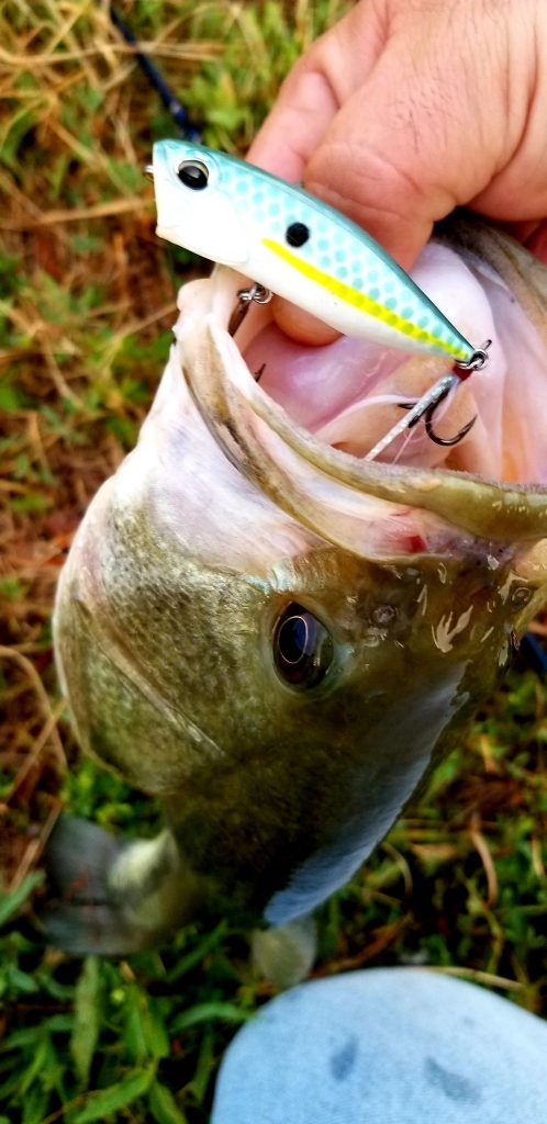 What to Look For in a Tackle Box – MONSTERBASS